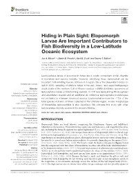 Elopomorph Larvae Are Important Contributors to Fish Biodiversity in a Low-Latitude Oceanic Ecosystem