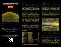 Physarum Polycephalum - Large Stages by Aggregation of Many Small Amoeboid Cells