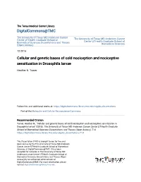 Cellular and Genetic Bases of Cold Nociception and Nociceptive Sensitization in Drosophila Larvae