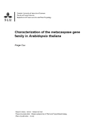 Characterization of the Metacaspase Gene Family in Arabidopsis Thaliana