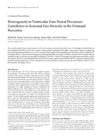 Heterogeneity in Ventricular Zone Neural Precursors Contributes to Neuronal Fate Diversity in the Postnatal Neocortex