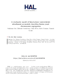 A Stochastic Model of Kinetochore–Microtubule Attachment Accurately