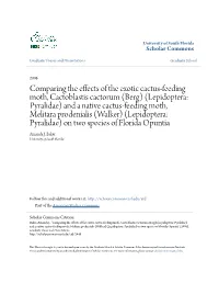 Comparing the Effects of the Exotic Cactus-Feeding Moth, Cactoblastis Cactorum (Berg) (Lepidoptera: Pyralidae)