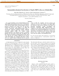 Immunohistochemical Localization of Papilio RBP in the Eye of Butterflies