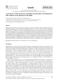 Annelida, Chaetopteridae) from Hong Kong, with Comments on the Phylogeny of the Family