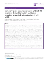 Mammary Gland Specific Expression of Brk/PTK6 Promotes Delayed