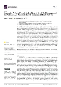 Endocytic Protein Defects in the Neural Crest Cell Lineage and Its Pathway Are Associated with Congenital Heart Defects