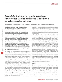 Drosophila Brainbow: a Recombinase-Based Fluorescence Labeling Technique to Subdivide Neural Expression Patterns