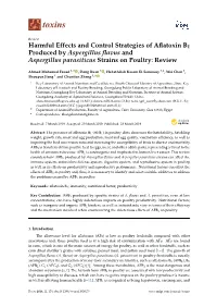 Harmful Effects and Control Strategies of Aflatoxin B1 Produced By