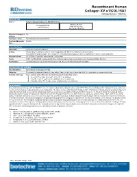 Recombinant Human Collagen XV Α1/COL15A1, Immobilized at 0.5 Μg/Ml, Is Able to Significantly Enhance Neurite Outgrowth