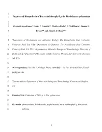 Engineered Biosynthesis of Bacteriochlorophyll Gf in Rhodobacter Sphaeroides