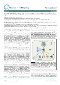 Notch1-MAPK Signaling Axis Is Essential in CD133+ Melanoma