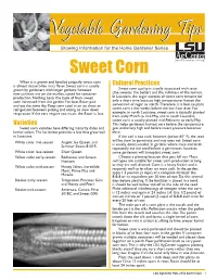 Sweet Corn When It Is Grown and Handled Properly, Sweet Corn Is Almost Dessert-Like in Its Flavor