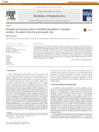 Ubiquitin Proteasome System-Mediated Degradation of Synaptic Proteins: an Update from the Postsynaptic Side