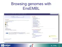 Browsing Genomes with Ensembl Annotation