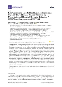 Rats Genetically Selected for High Aerobic Exercise Capacity