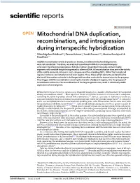 Mitochondrial DNA Duplication, Recombination, and Introgression During Interspecific Hybridization