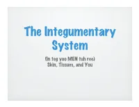 The Integumentary System (In Teg Yoo MEN Tuh Ree) Skin, Tissues, and You � the Integumentary System Is the Body’S Outer Covering
