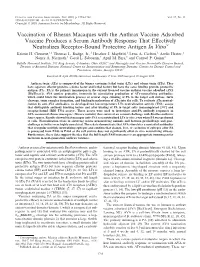 Vaccination of Rhesus Macaques with the Anthrax Vaccine Adsorbed