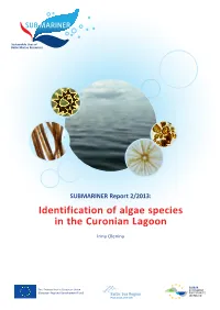 Identification of Algae Species in the Curonian Lagoon