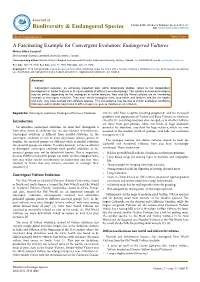 A Fascinating Example for Convergent Evolution: Endangered Vultures
