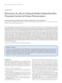 Heteromeric KV2/KV8.2 Channels Mediate Delayed Rectifier Potassium Currents in Primate Photoreceptors