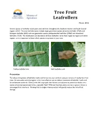 Tree Fruit Leafrollers