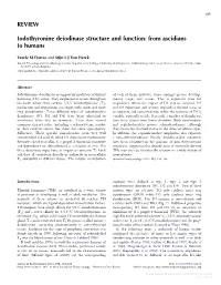 REVIEW Iodothyronine Deiodinase Structure and Function