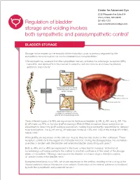 Regulation of Bladder Storage and Voiding Involves Both Sympathetic