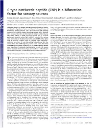 C-Type Natriuretic Peptide (CNP) Is a Bifurcation Factor for Sensory Neurons