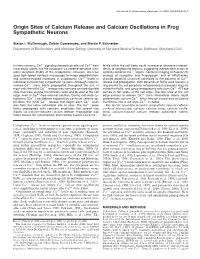 Origin Sites of Calcium Release and Calcium Oscillations in Frog Sympathetic Neurons