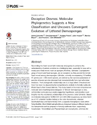 Molecular Phylogenetics Suggests a New Classification and Uncovers Convergent Evolution of Lithistid Demosponges