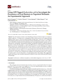 Using GFP-Tagged Escherichia Coli to Investigate the Persistence of Fecal Bacteria in Vegetated Wetlands: an Experimental Approach