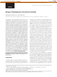 Biology of Cholangiocytes: from Bench to Bedside