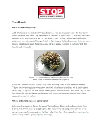 Where Did Zebra Mussels Come From?