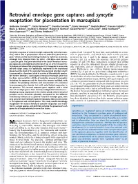 Retroviral Envelope Gene Captures and Syncytin Exaptation