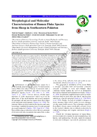 Morphological and Molecular Characterization of Rumen Fluke Species from Sheep in Southeastern Pakistan