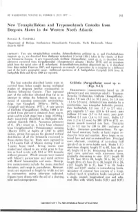 New Tetraphyllidean and Trypanorhynch Cestodes from Deep-Sea Skates in the Western North Atlantic