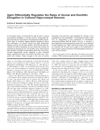 Agrin Differentially Regulates the Rates of Axonal and Dendritic Elongation in Cultured Hippocampal Neurons