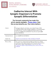 Cadherins Interact with Synaptic Organizers to Promote Synaptic Differentiation