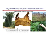 Using and Breeding Drought Tolerant Grape Rootstocks