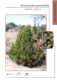 CUPRESSACEAE Actinostrobus Pyramidalis Swamp Cypress