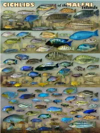 Cichlid Identification Slate