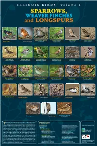 Illinois Birds: Volume 4 – Sparrows, Weaver Finches and Longspurs © 2013, Edges, Fence Rows, Thickets and Grain Fields