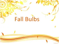 Fall Bulbs More Than ‘Bulbs’…