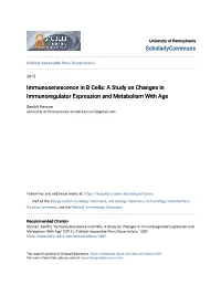 Immunosenescence in B Cells: a Study on Changes in Immunoregulator Expression and Metabolism with Age