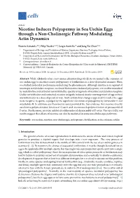 Nicotine Induces Polyspermy in Sea Urchin Eggs Through a Non-Cholinergic Pathway Modulating Actin Dynamics