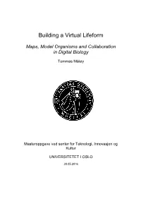 Building a Virtual Lifeform