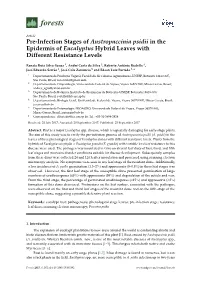 Pre-Infection Stages of Austropuccinia Psidii in the Epidermis of Eucalyptus Hybrid Leaves with Different Resistance Levels