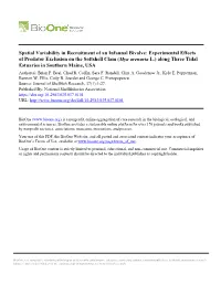 Spatial Variability in Recruitment of an Infaunal Bivalve